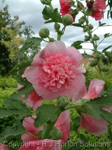 Hollyhock Double 2 